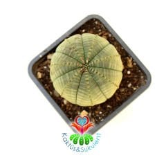 Büyük Boy Dikensiz Top Kaktüs, Euphorbia Obesa-Çok Şık -Nadir Tür-7 cm Saksıda -Teraryum,Sukulent