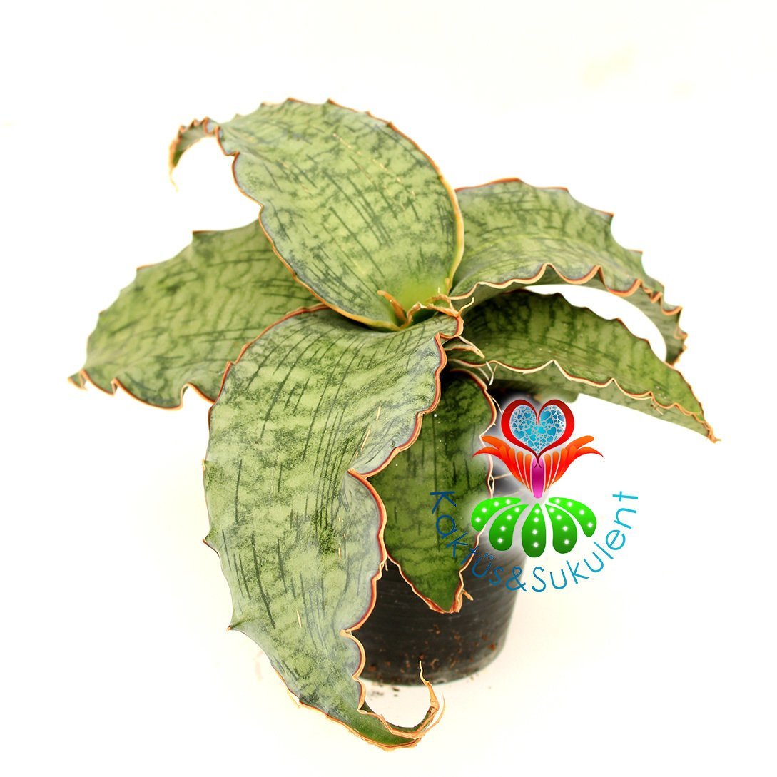 Sukulent,Sansevieria Kirkii Silver Blue - Mükemmel Renk ve Form 25 cm Çap -10 cm Saksıda-Teraryum