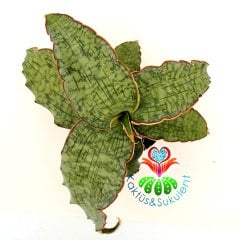 Sukulent,Sansevieria Kirkii Silver Blue - Mükemmel Renk ve Form 25 cm Çap -10 cm Saksıda-Teraryum