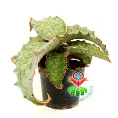 Sukulent,Sansevieria Kirkii Silver Blue - Mükemmel Renk ve Form 25 cm Çap -10 cm Saksıda-Teraryum