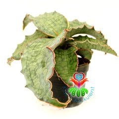 Sukulent,Sansevieria Kirkii Silver Blue - Mükemmel Renk ve Form 25 cm Çap -10 cm Saksıda-Teraryum