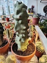 Lophocereus Schottii f. Mostruosa nadir tür 17 cm Seramik Saksıda 40 cm Bitki Boyu