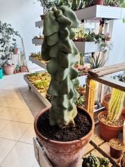 Lophocereus Schottii f. Mostruosa nadir tür 17 cm Seramik Saksıda 40 cm Bitki Boyu