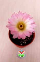 Kaktüs,Parodia (Notocactus) Rutilans - Pembe Renk Çiçek Açar Minik Dikenli 5,5 cm saksıda
