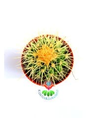 Altın Varil Kaktüs, Echinocactus Grusonii-Devasa Boyutlara Ulaşır-8 cm Saksıda