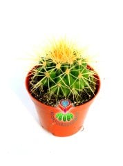 Altın Varil Kaktüs, Echinocactus Grusonii-Devasa Boyutlara Ulaşır-8 cm Saksıda