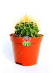 Altın Varil Kaktüs, Echinocactus Grusonii-Devasa Boyutlara Ulaşır-8 cm Saksıda
