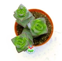 Crassula Perforata (String of Buttons) Düğme Dizisi Sukulent-5,5 cm Saksıda
