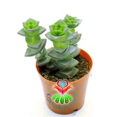Crassula Perforata (String of Buttons) Düğme Dizisi Sukulent-5,5 cm Saksıda