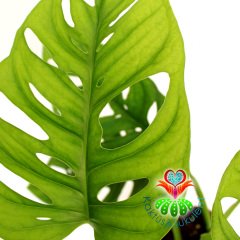 Monstera Obliqua ,Mükemmel Sıradışı Yapraklı-12 cm saksıda İsveç Peyniri Çiçeği