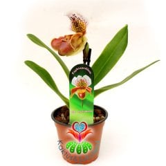 Kaplan Desen Orkide -Çok Çok Nadir- Phalaenopsis Orchid Paphiopedilum 12 cm Saksıda