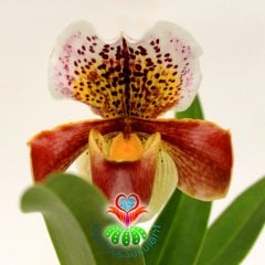 Kaplan Desen Orkide -Çok Çok Nadir- Phalaenopsis Orchid Paphiopedilum 12 cm Saksıda