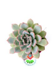 Echeveria Blue Bird-Mavi Renk Pudralı Sukulent-8,5 cm Saksıda