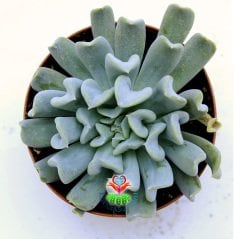 Echeveria Runyonii 'Topsy Turvy'-Yaprak Uçları Kalp Şeklinde Sukulent-8,5 cm Saksıda