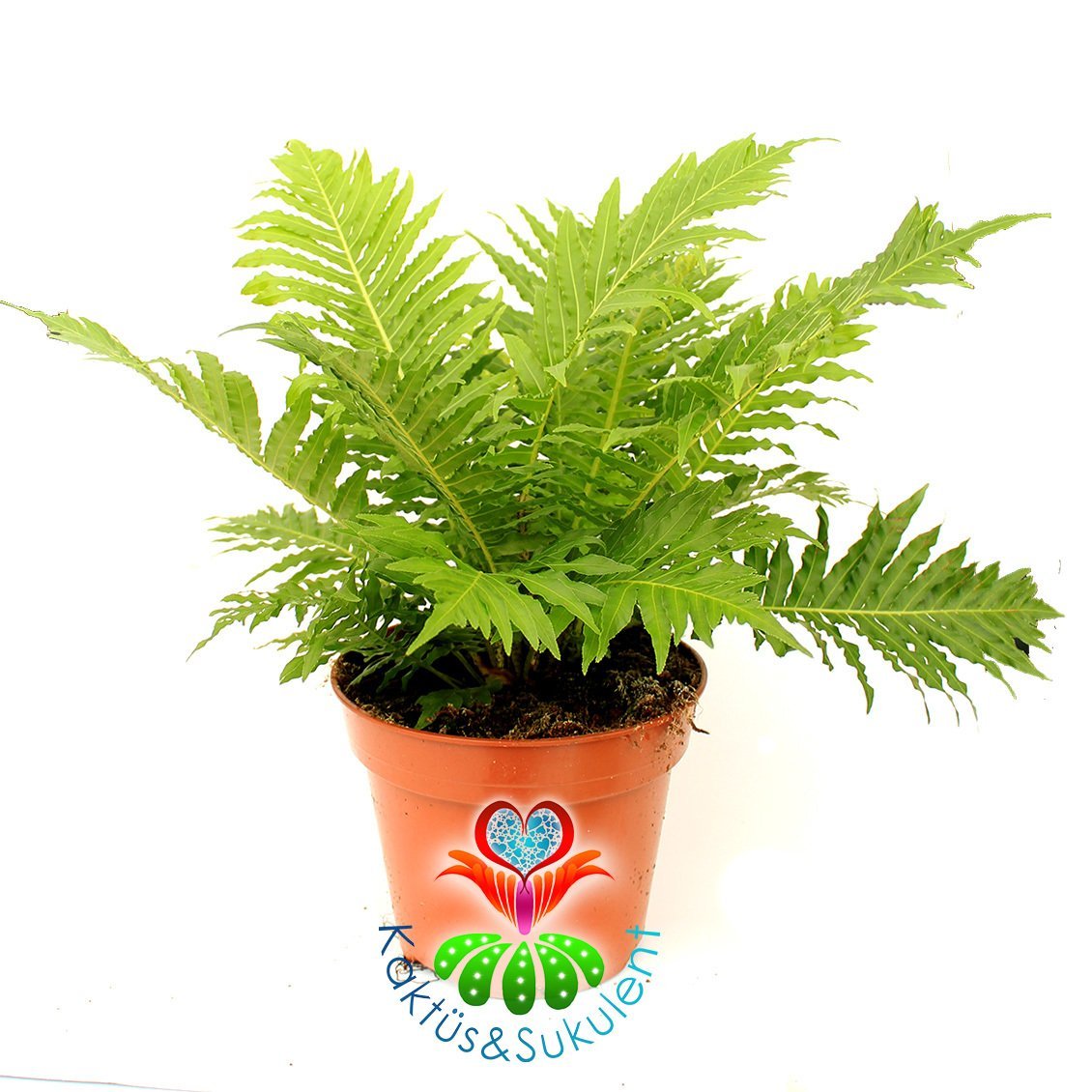 Eğrelti Oto,Blechnum Silver Lady,Mükemmel Hava Temizleyici-8 cm saksıda Dinazorlar Kadar Eski Bitki
