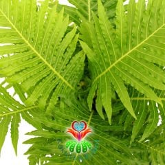Eğrelti Oto,Blechnum Silver Lady,Mükemmel Hava Temizleyici-8 cm saksıda Dinazorlar Kadar Eski Bitki