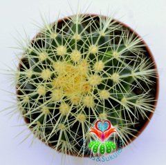Echinocactus Grusonii Variegata | Çift Renkli Altın Varil Kaktüs-12 cm Saksıda-Ender Tür