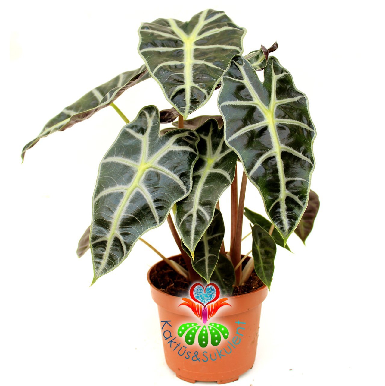 Fil Kulağı Bitkisi, Alocasia Amazonica -Muhteşem Yapraklı- 12 cm Saksıda-Birden Fazla Köklü-Sukulent