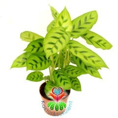 Calathea Leopardina-Açık Yeşil Zebra Desenli-Mükemmel Salon,Dua Çiçeği-10,5 cm Saksıda-30 cm Uzunluk