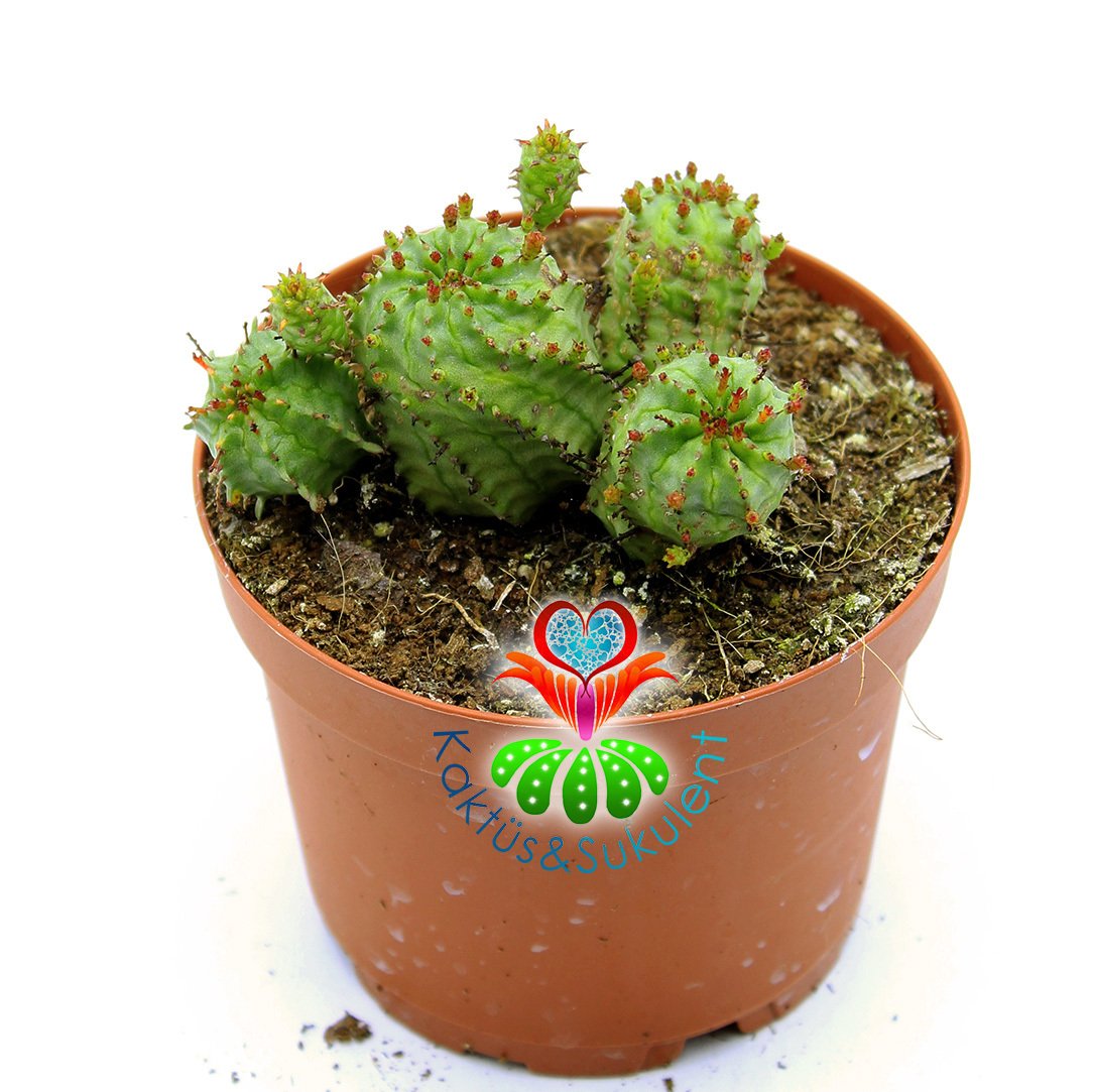 Euphorbia Mitriformis-Yavrulu Dikensiz Kaktüs-8,5cm Saksıda