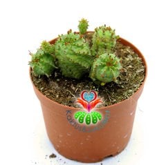 Euphorbia Mitriformis-Yavrulu Dikensiz Kaktüs-8,5cm Saksıda