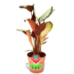 Calathea Rosastar-Açık-Koyu Yeşil Yapraklı-Mükemmel Salon,Dua Çiçeği-10,5 cm Saksıda-30 cm Uzunluk