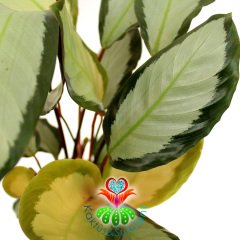 Calathea Rosastar-Açık-Koyu Yeşil Yapraklı-Mükemmel Salon,Dua Çiçeği-10,5 cm Saksıda-30 cm Uzunluk