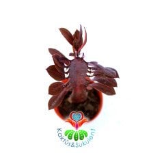 Euphorbia Trigona Rubra-Kırmızı Renk Kaktüs-5,5 cm Saksıda