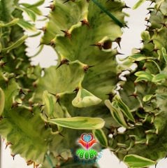Canlı Dev Kaktüs,Euphorbia Erythraea Variegata 170+cm Uzunluğunda -30 cm Saksıda,Çok Şık Ofis Cactus