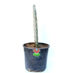 Opuntia Vulgaris (Kaynana Dili) 20+cm Uzunlukta -14 cm Saksıda-Teraryum,Sukulent