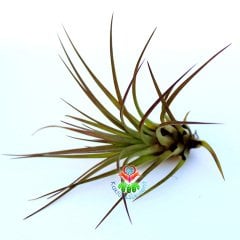 TILLANDSIA CONCOLOR -Hava Bitkisi-Köksüz Yaşar-Air Plant-Mükemmel Form-10 cm Büyüklükte,Teraryum