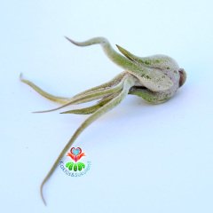 TILLANDSIA CAPUT MEDUSA -Hava Bitkisi-Köksüz Yaşar-Air Plant-Mükemmel Form-10 cm Büyüklükte,Teraryum