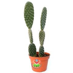Dev Tavşan Kaktüs,Opuntia Trichophora 30+cm Uzunlukta -14 cm Saksıda-Teraryum,Sukulent