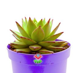 Echeveria Agavoides Lipstick -Kızaran Yaprak Uçlu Sukulent-15 cm Saksıda Büyük Boy