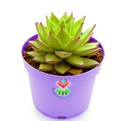 Echeveria Agavoides Lipstick -Kızaran Yaprak Uçlu Sukulent-15 cm Saksıda Büyük Boy
