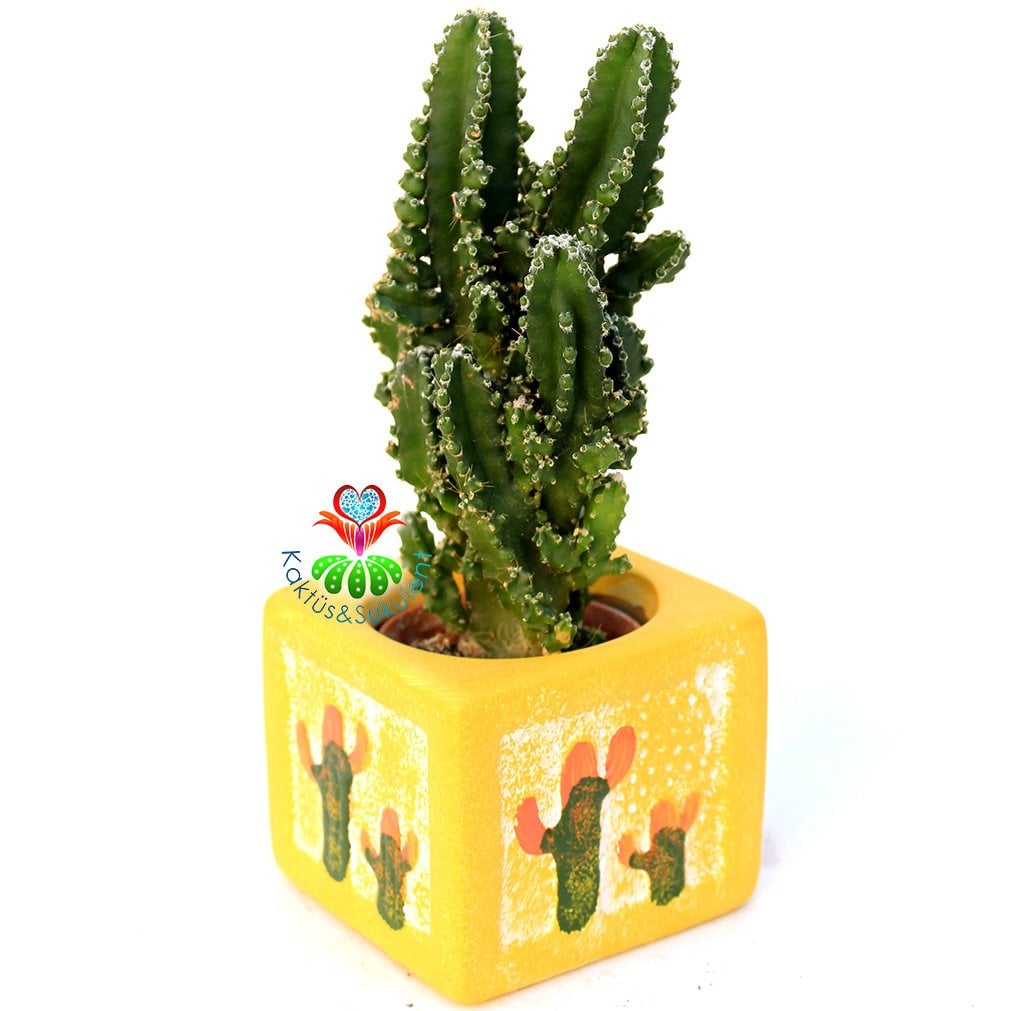 Seramik Saksıda Radyasyon Emici Kaktüs-Cereus Peruvianus Florida Inermis- Hediyelik 8x8 Saksı Boyutu Sarı