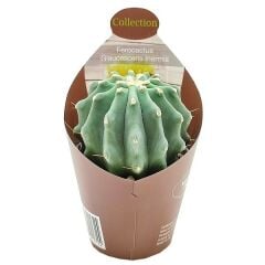 Ferocactus Glaucescens forma Nuda (inermis)-Dikensiz Özel Tür Kaktüs- 7 cm Saksıda