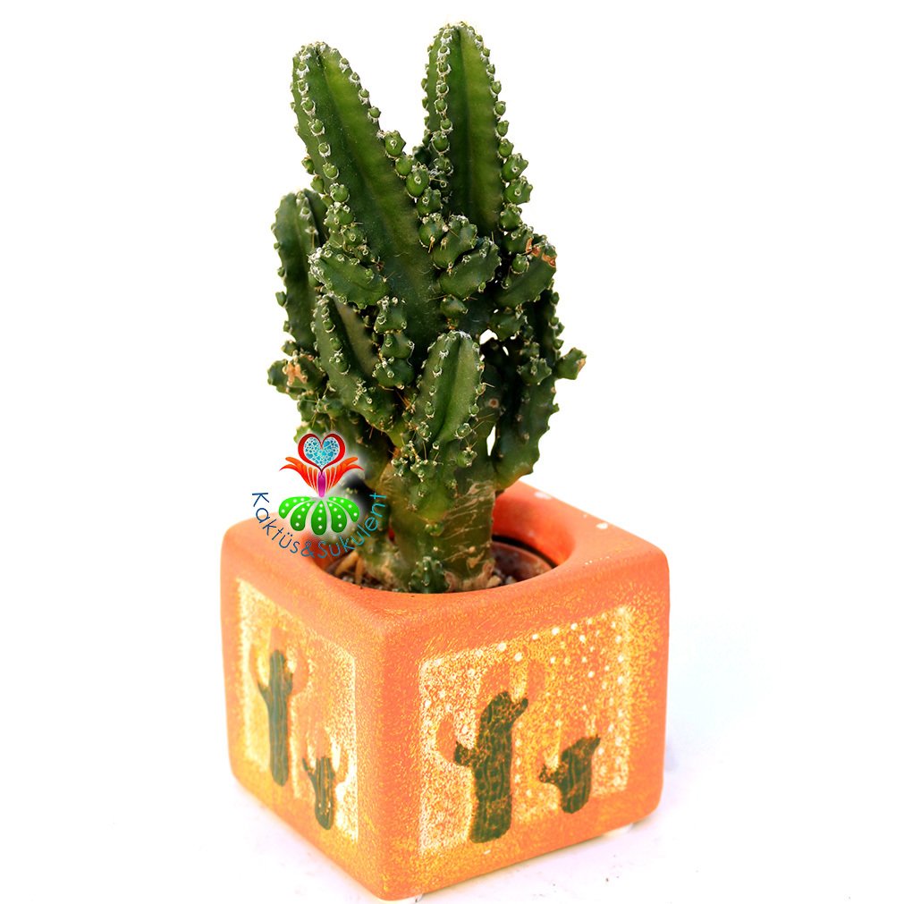 Seramik Saksıda Radyasyon Emici Kaktüs-Cereus Peruvianus Florida Inermis- Hediyelik 8x8 Saksı Boyutu Turuncu