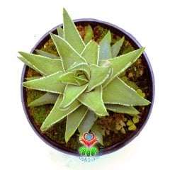 Aloe Marginata cv. Angel Wings -Beyaz Kenarlı Sert Sukulent-15 cm Saksıda Büyük Boy