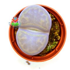 Lithops Karasmontana C409-Beyaz Renk Büyük Taş Kaktüs-5,5 cm Saksıda İthal