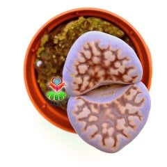 Lithops Karasmontana C168-Kırmızı Renk Büyük Taş Kaktüs-5,5 cm Saksıda İthal