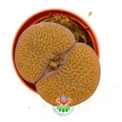 Lithops Marginata C152-Koyu Turuncu Renk Büyük Taş Kaktüs-5,5 cm Saksıda İthal