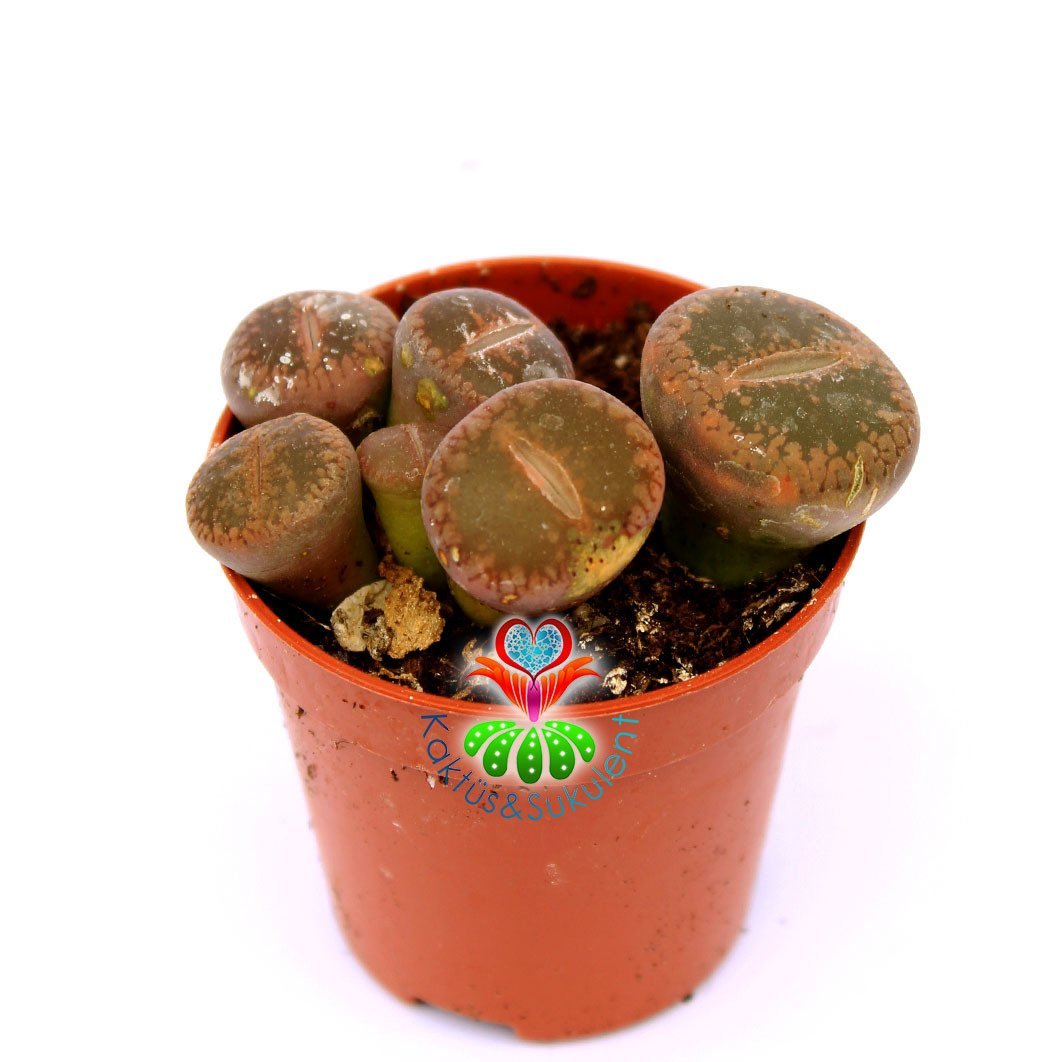 Lithops Mix.-5,5 cm Saksıda En az 3 Adet-Karışık Yaşayan Taş Kaktüsler-Altıntaş-Sarı Renk Çiçek Açar