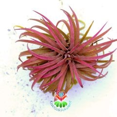 Tillandsia Ionantha Koyu Pembe-Kırmızı Renk Topraksız Yaşayan Hava Bitkisi-Air Plant-8 cm