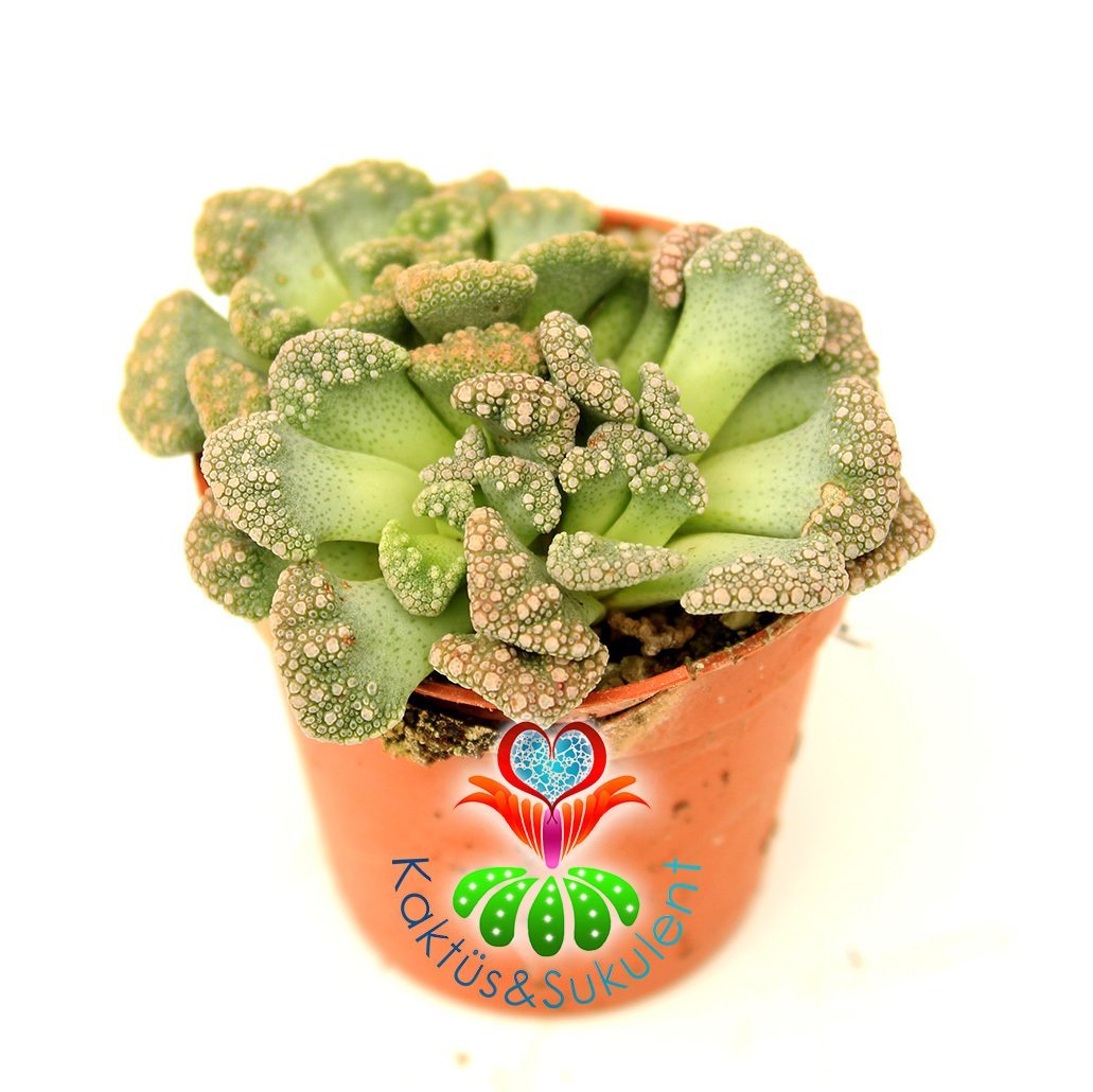 Taş Kaktüs,Titanopsis Calcarea-Mesemb-Sarı Renk Çiçek Açar- 5,5 cm saksıda-Sıradışı Yaprak Dokusu