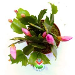 Yılbaşı Kaktüsü Çiçeği -Pembe Renk Çiçek Açar-8,5 cm Saksıda-15 cm-Schlumbergera