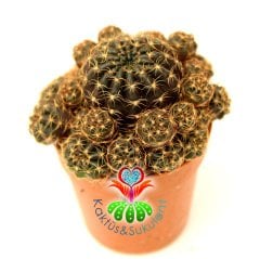 Kaktüs,Lobivia  Cinnabarina-Bol Yavrulu-Fuşya renk Çiçek Açar-Nadir Tür-1. Sınıf Dopdolu 5,5 cm Saksıda-