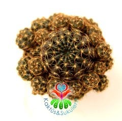 Kaktüs,Lobivia  Cinnabarina-Bol Yavrulu-Fuşya renk Çiçek Açar-Nadir Tür-1. Sınıf Dopdolu 5,5 cm Saksıda-