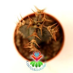 Sıradışı Kaktüs,Euphorbia Zoutpansbergensis-Bordo Renk-Kertenkele Dokulu-8 cm Saksıda-Nadir Tür