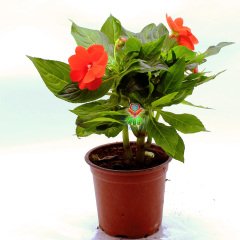 Cam Güzeli Çiçeği- Impatiens-Turuncu Renk Çiçekli-8,5 cm Saksıda